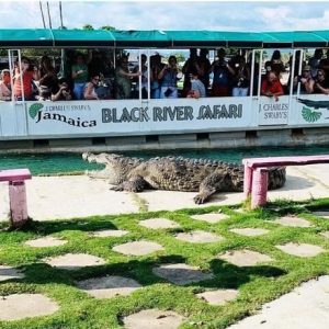 Black River Safari and YS Falls from Negril