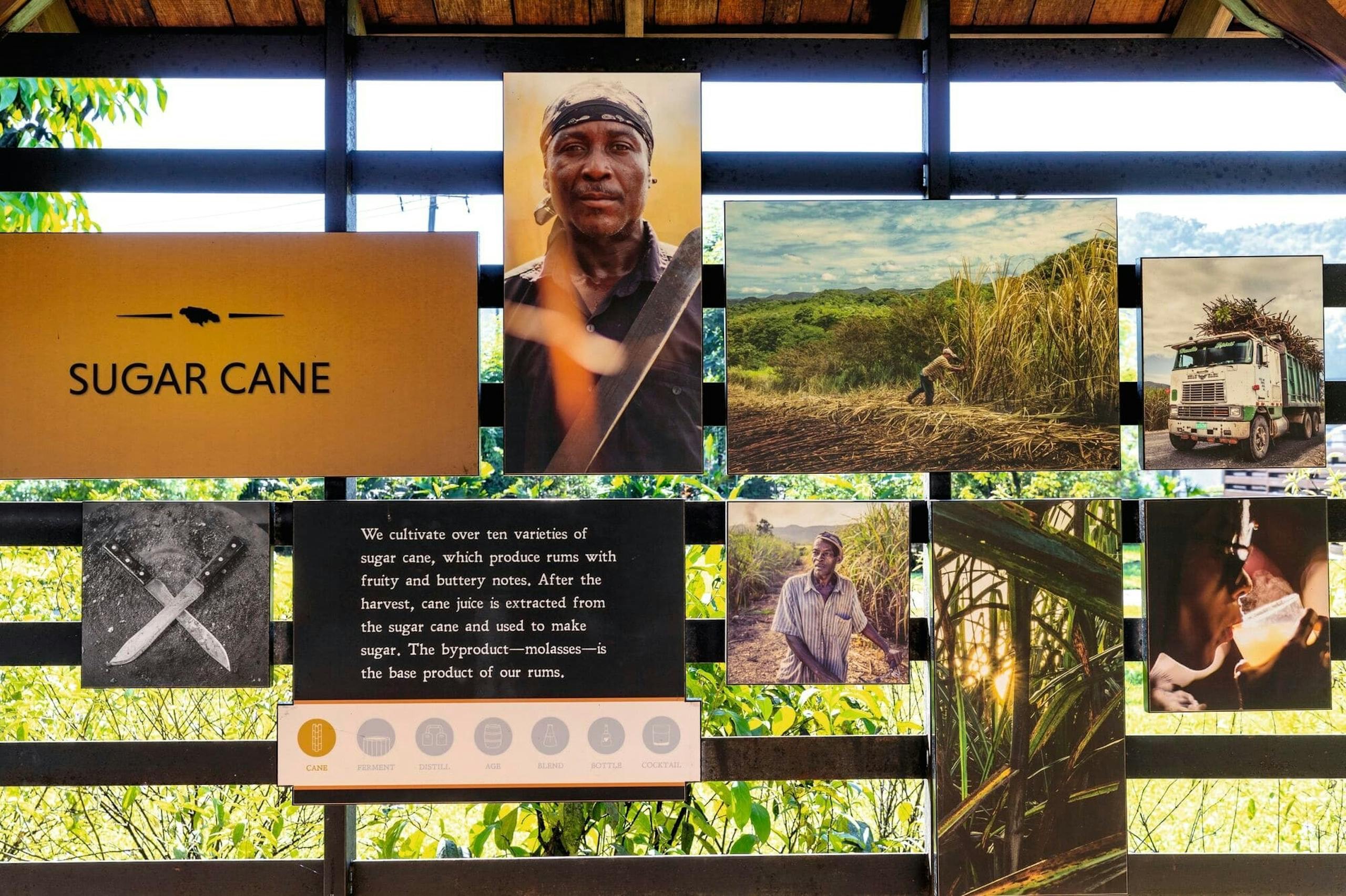 Black River Safari and Appleton Rum Estate - Image 8