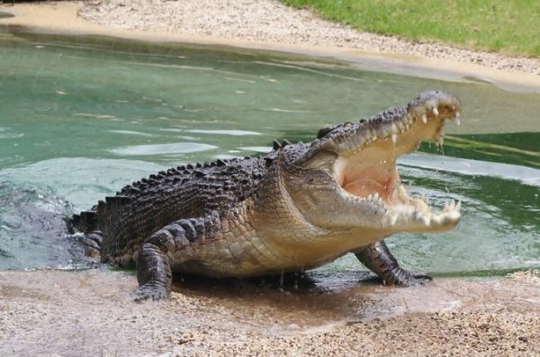 Swamp Safari and Green Grotto Caves - Image 7