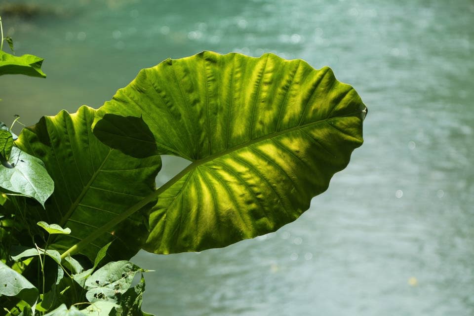 Private-Rafting and Horseback Riding - Image 3