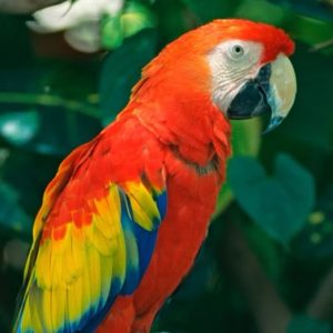 Konoko Falls and Ocho Rios Highlight